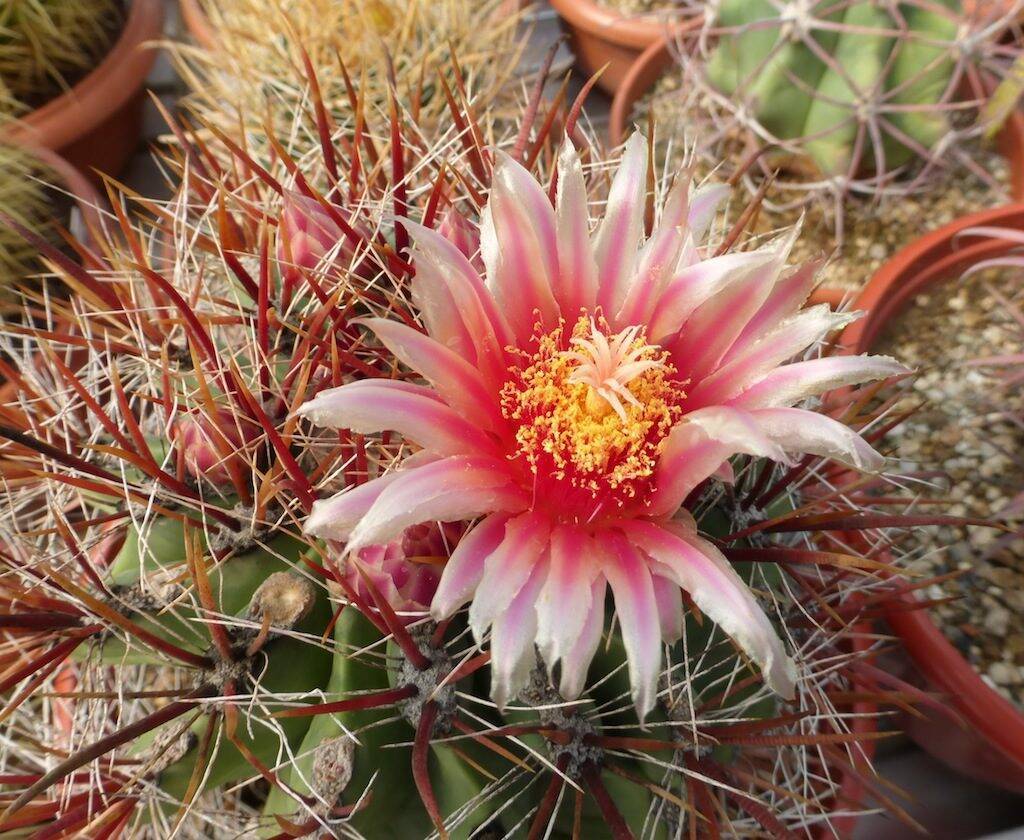 Ferocactus sp, particolare del fiore