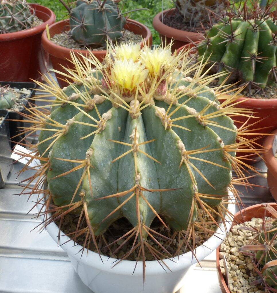 Ferocactus glaucescens