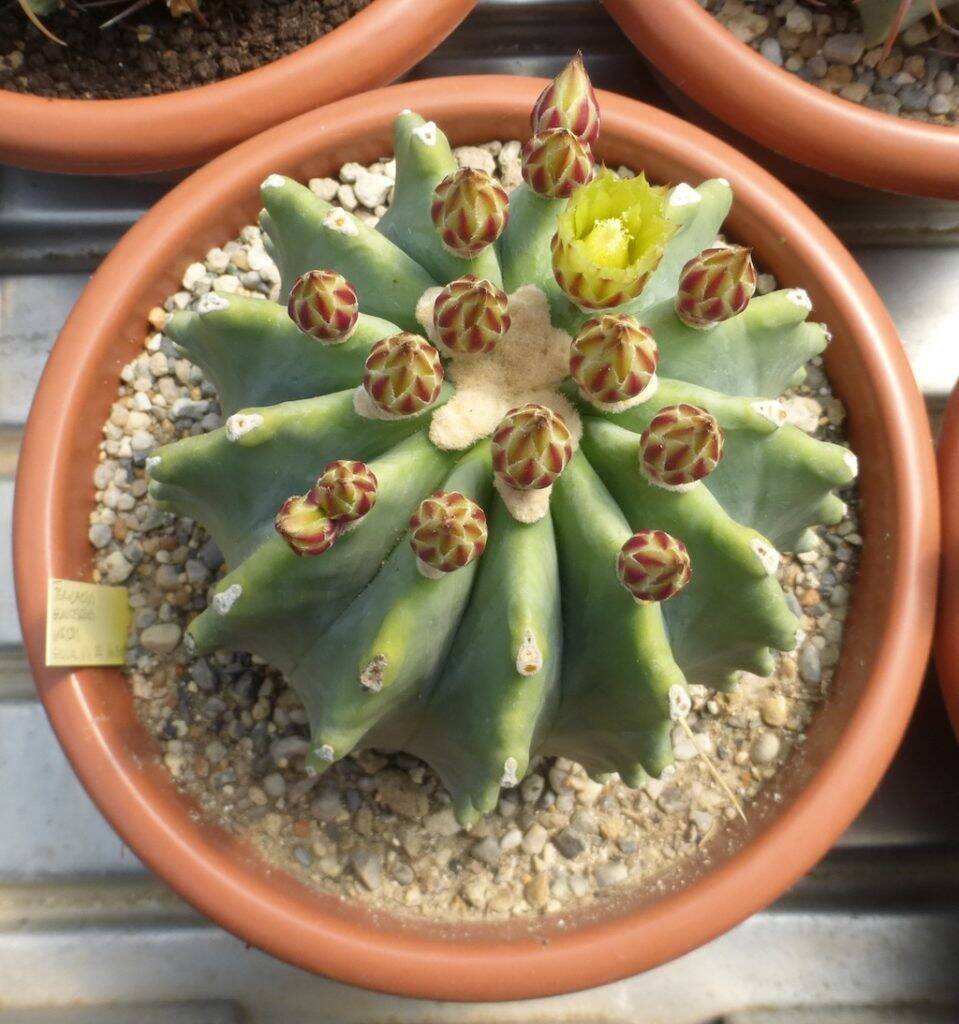 Ferocactus glaucescens f. inermis