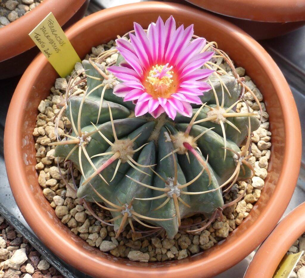 Ferocactus macrodiscus