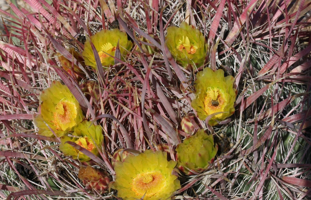 Ferocactus acanthodes (foto Francesco Soldi)