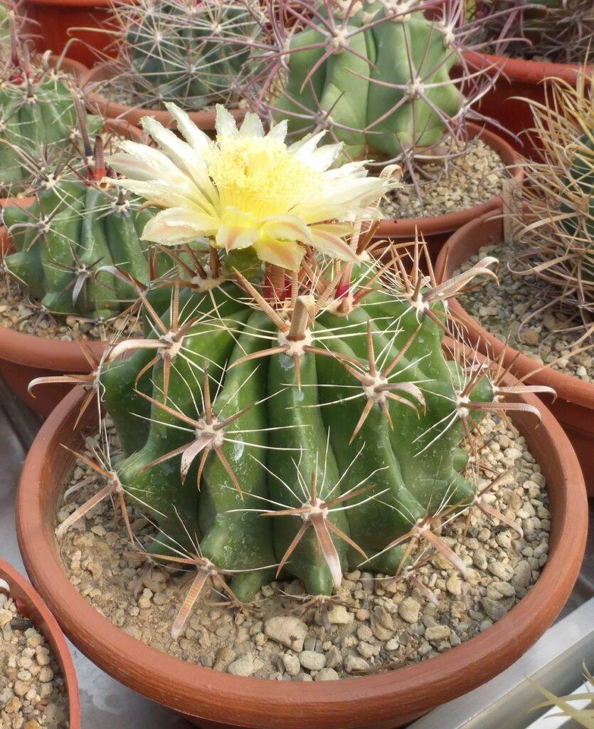 Ferocactus herrerae