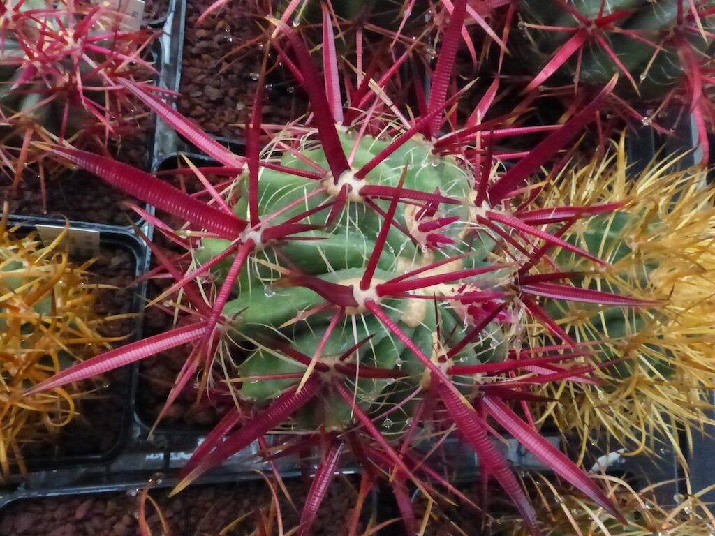 Ferocactus, particolare delle spine bagnate