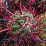 Ferocactus, particolare delle spine bagnate