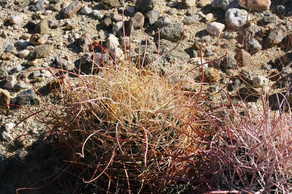 Ferocactus acanthodes – Anza Borrego Desert CA – USA