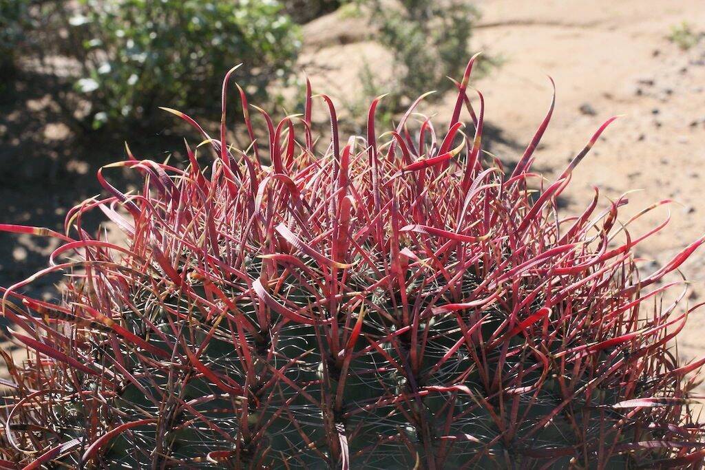 Ferocactus acanthodes ssp. tortulispinus, Laguna Chapala, BC, Mex