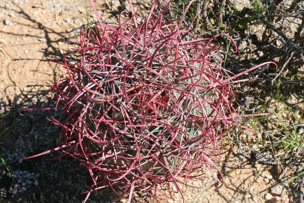 Ferocactus acanthodes ssp. tortulispinus, Laguna Chapala, BC, Mex