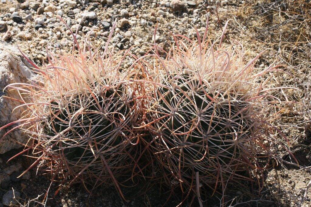 Ferocactus acanthodes Anza Borrego Desert CA – USA
