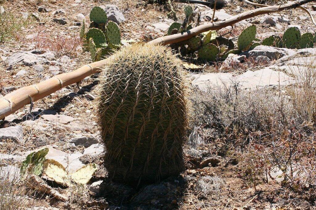 Ferocactus acanthodes ssp. eastwoodiae (vicino Winkelmann, AZ, Usa)