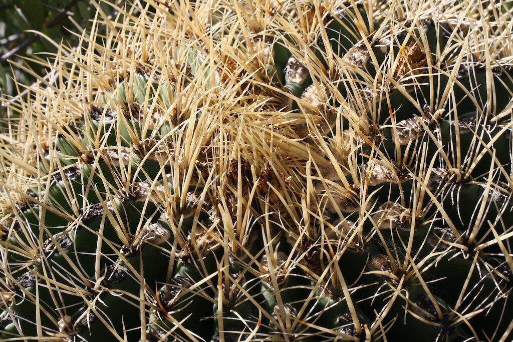 Ferocactus acanthodes ssp. eastwoodiae (vicino Winkelmann, AZ, Usa)