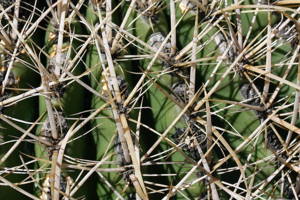 Ferocactus acanthodes ssp. eastwoodiae (vicino Winkelmann, AZ, Usa)