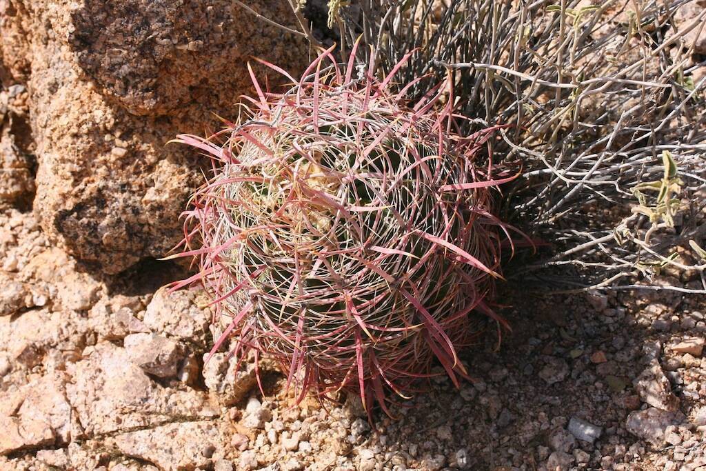 Ferocactus acanthodes ssp. lecontei (vicino a Casa Grande, AZ, Usa)