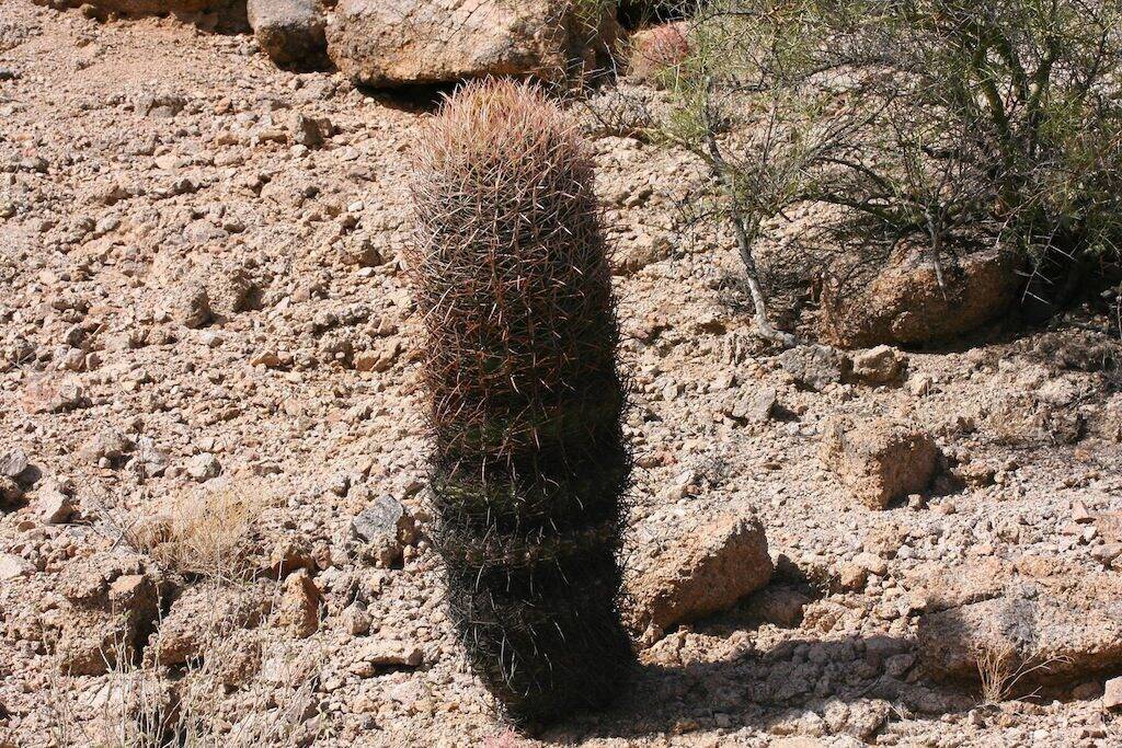 Ferocactus acanthodes ssp. lecontei (vicino a Casa Grande, AZ, Usa)