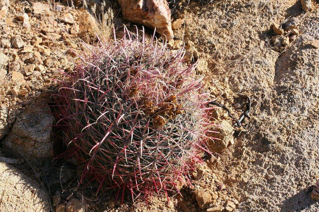 Ferocactus acanthodes ssp. lecontei (vicino a Casa Grande, AZ, Usa)
