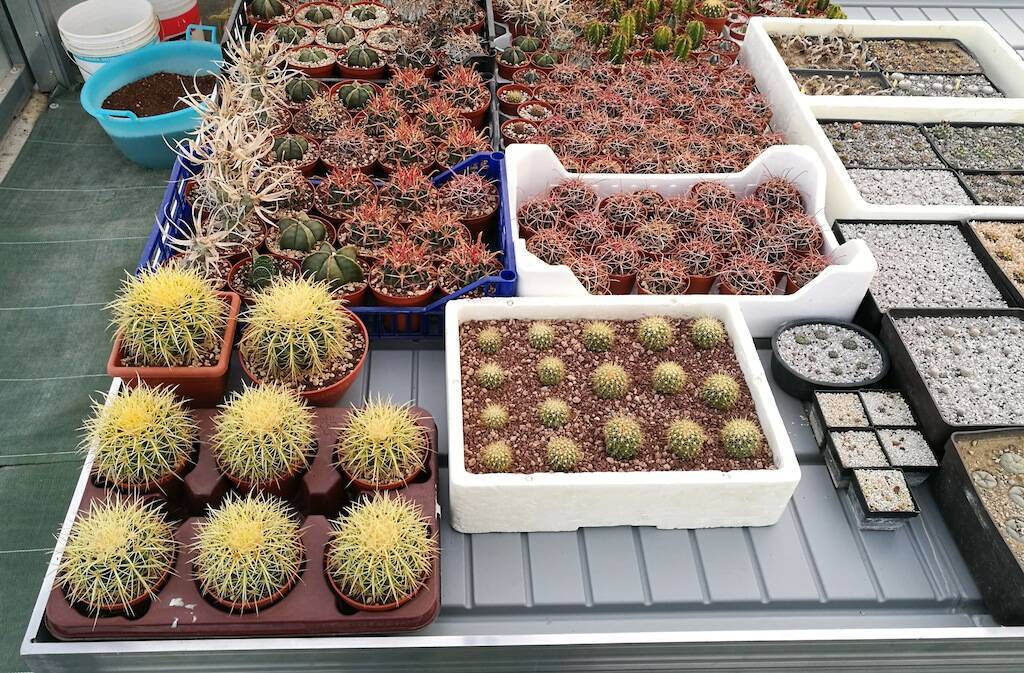 Il nuovo bancale con le semine di cactus