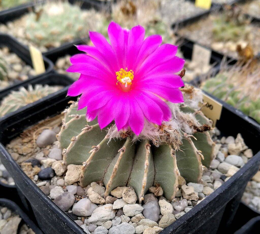 Geohintonia mexicana in fiore