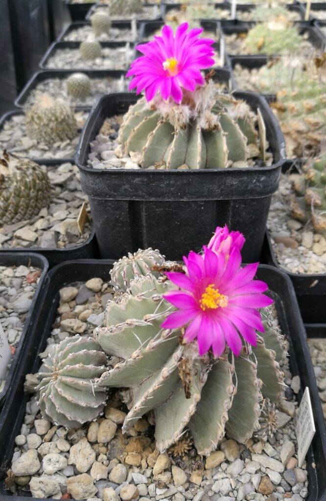 Geohintonia mexicana in fiore