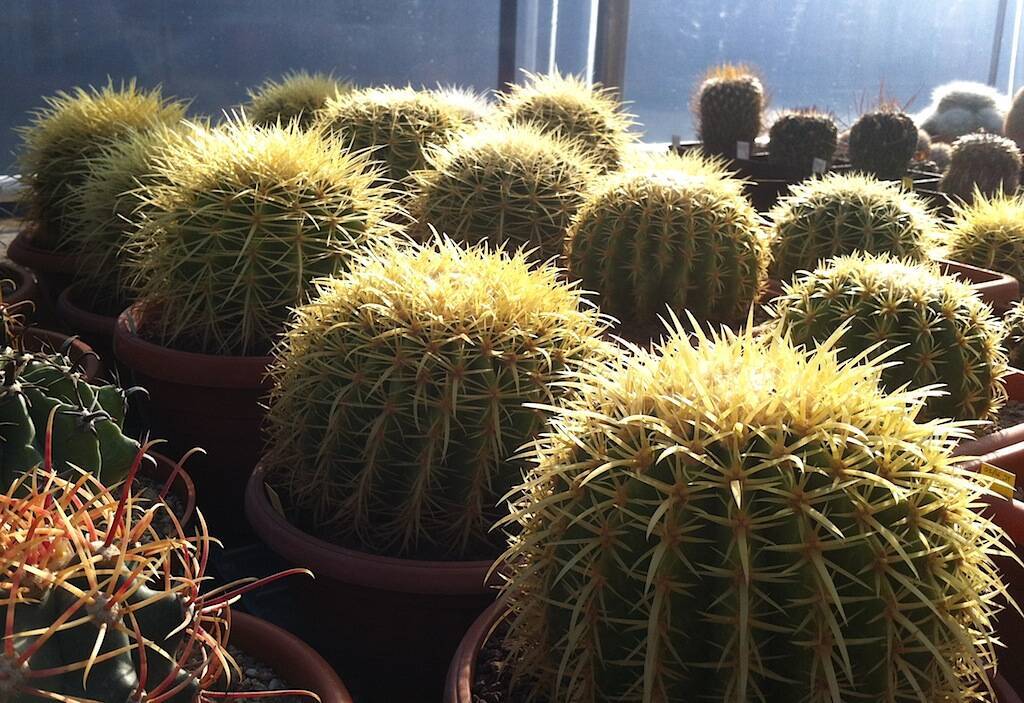 Repotting cacti: a few tips on how best to do it without… donating blood!