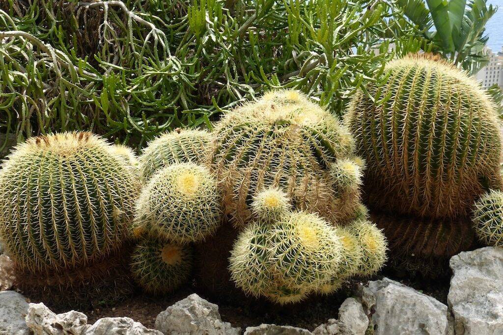 Echinocactus Grusonii al Giardino Esotico di Monaco