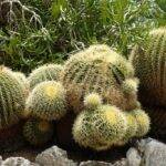 Echinocactus Grusonii al Giardino Esotico di Monaco