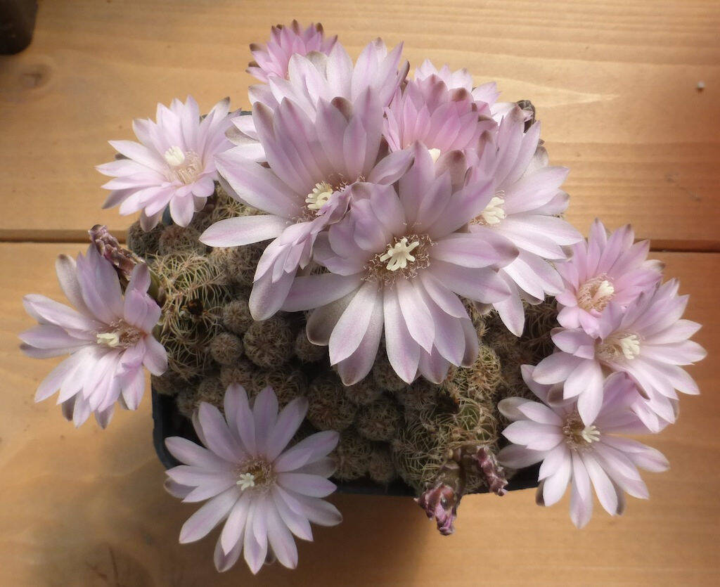 Gymnocalycium bruchii