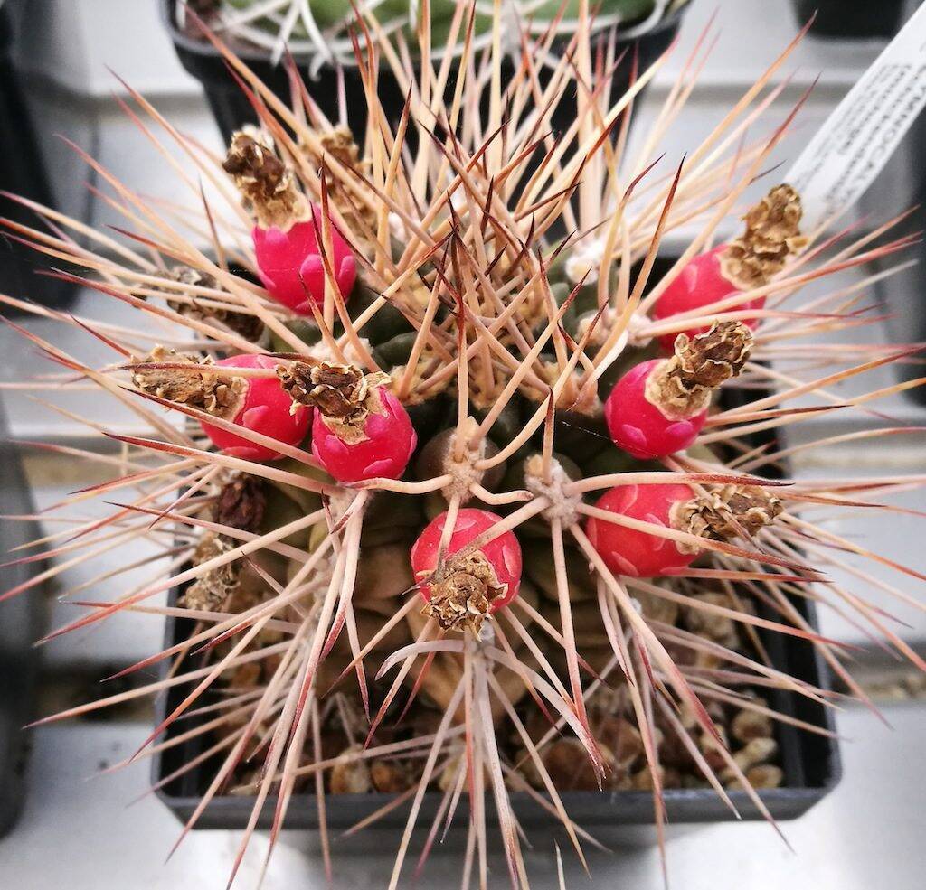 Gymnocalycium con frutti