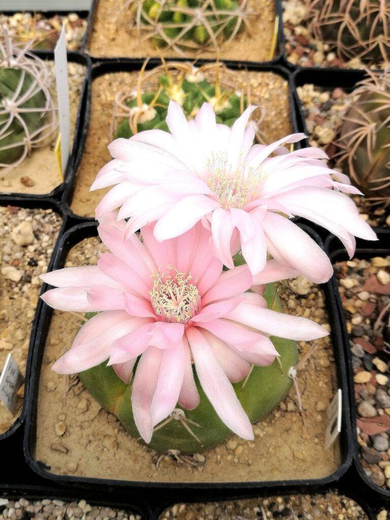 Gymnocalycium horstii