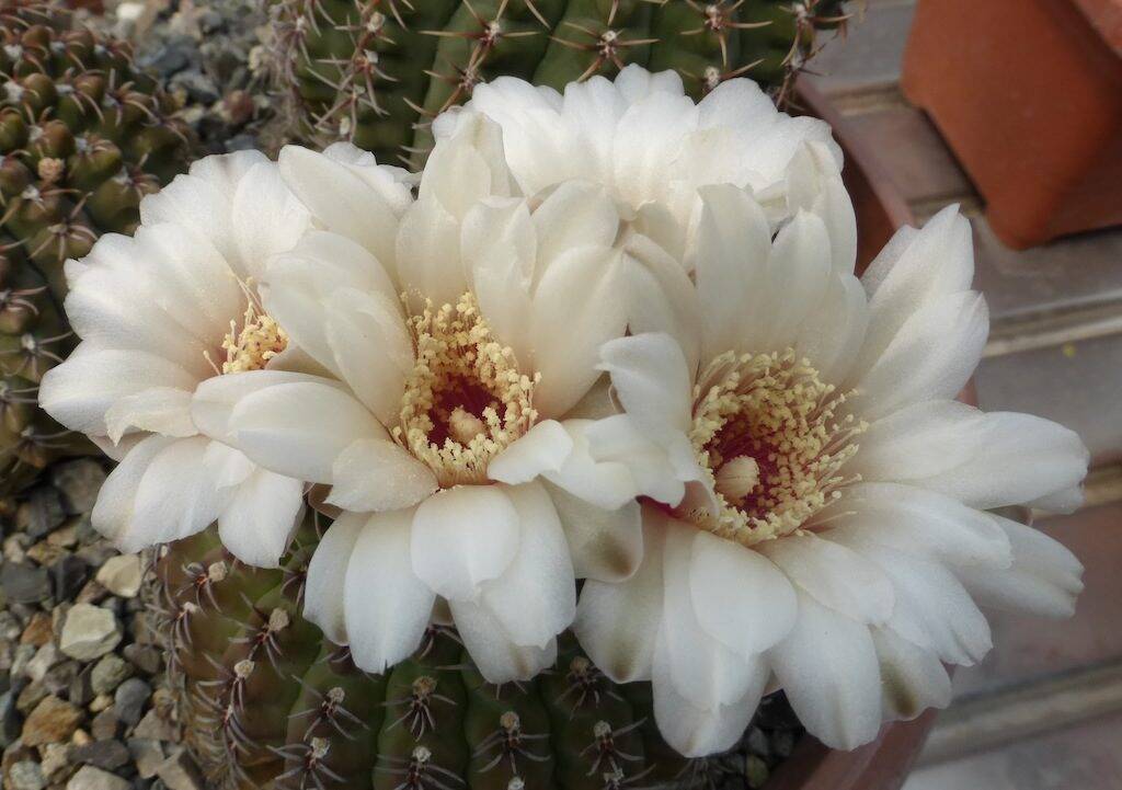 Gymnocalycium quehlianum