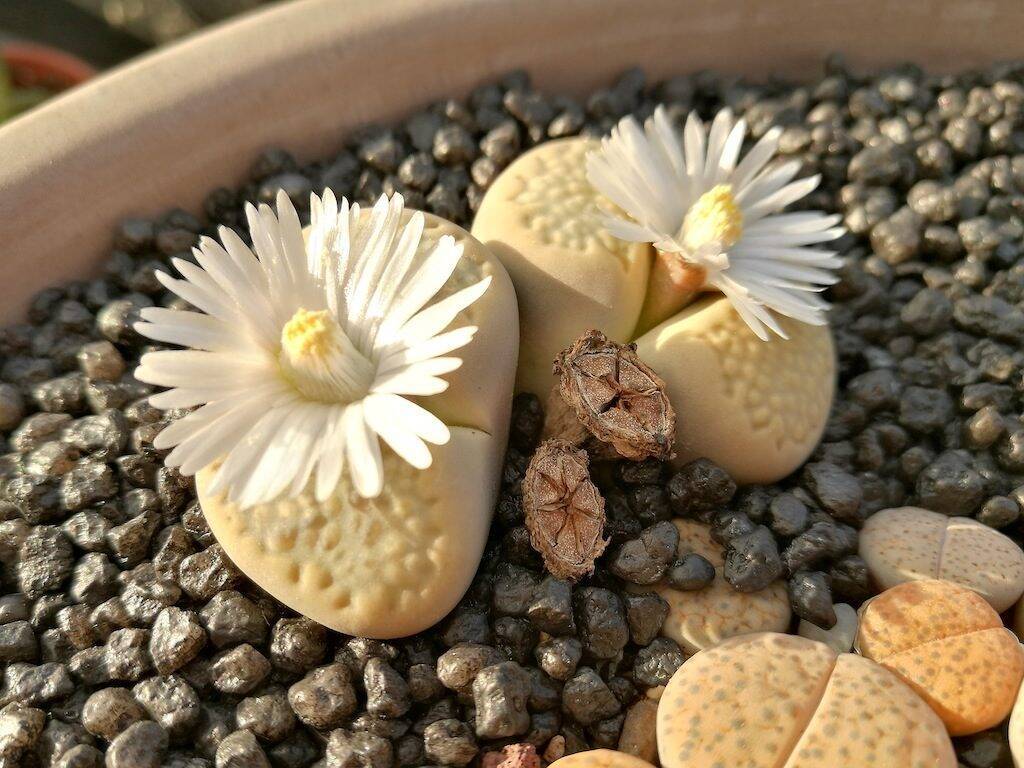 Lithops in fiore