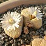 Lithops in fiore