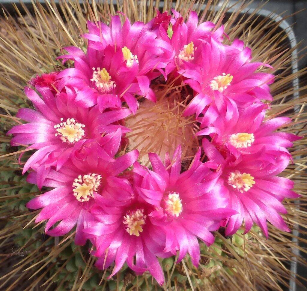 Mammillaria "un pico"