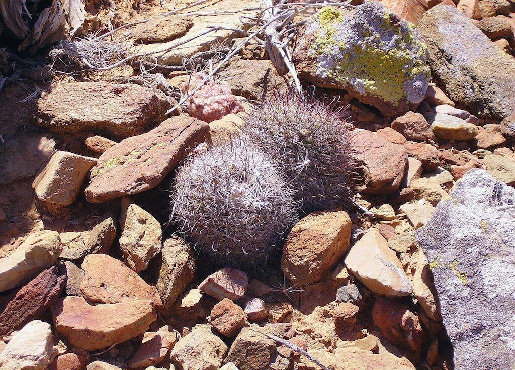 Mammillaria in Baja California