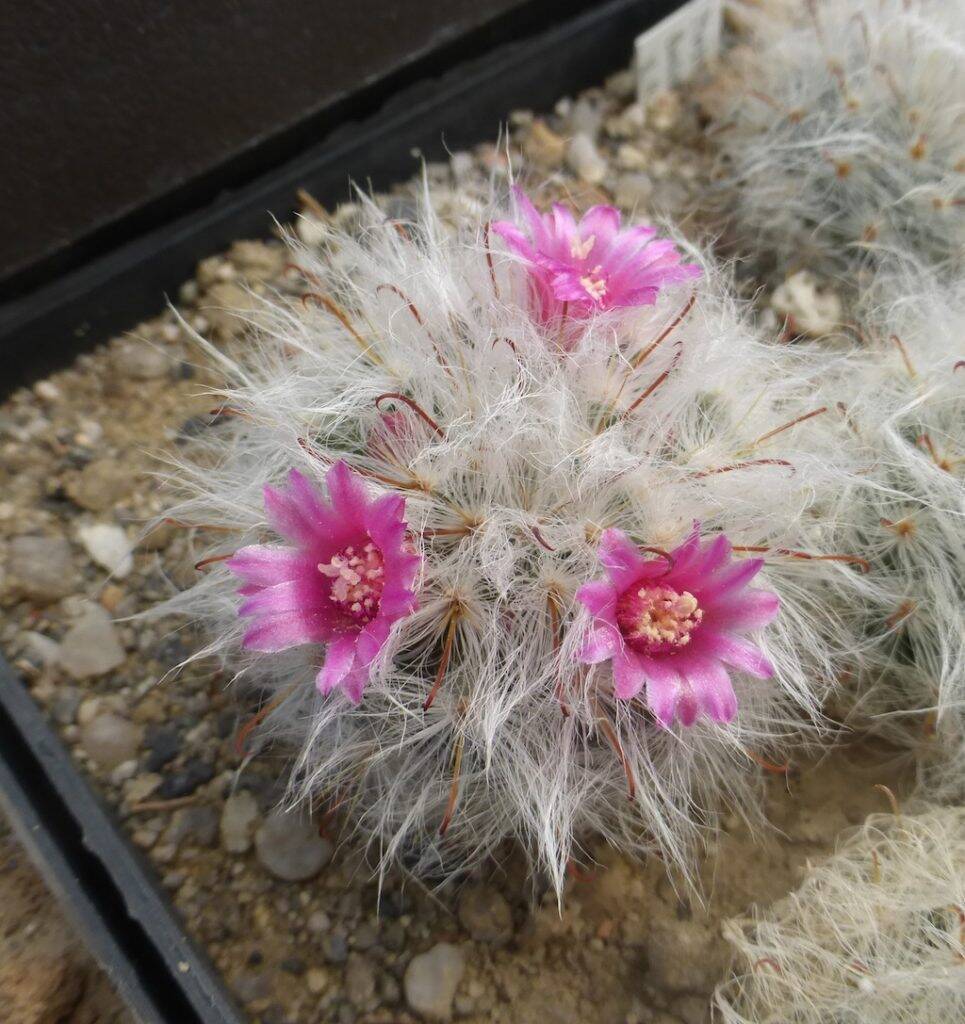 Mammillaria bocasana, una mia semina