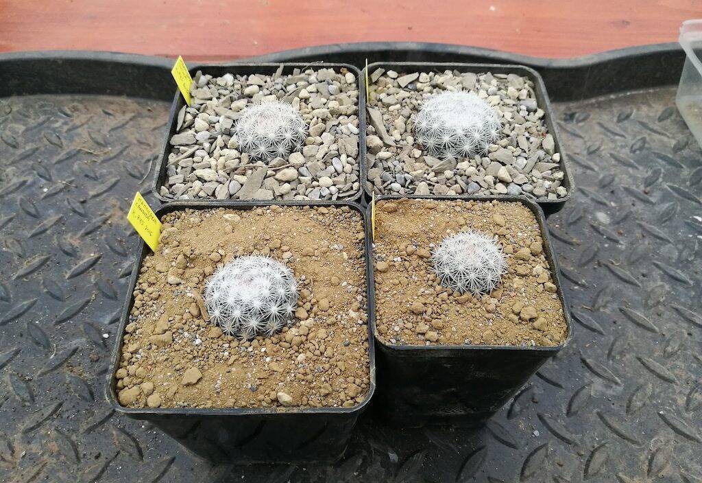 Mammillaria candida dopo il rinvaso