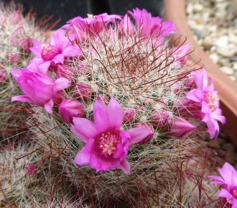 Mammillaria crinita Il fiore tra le spine