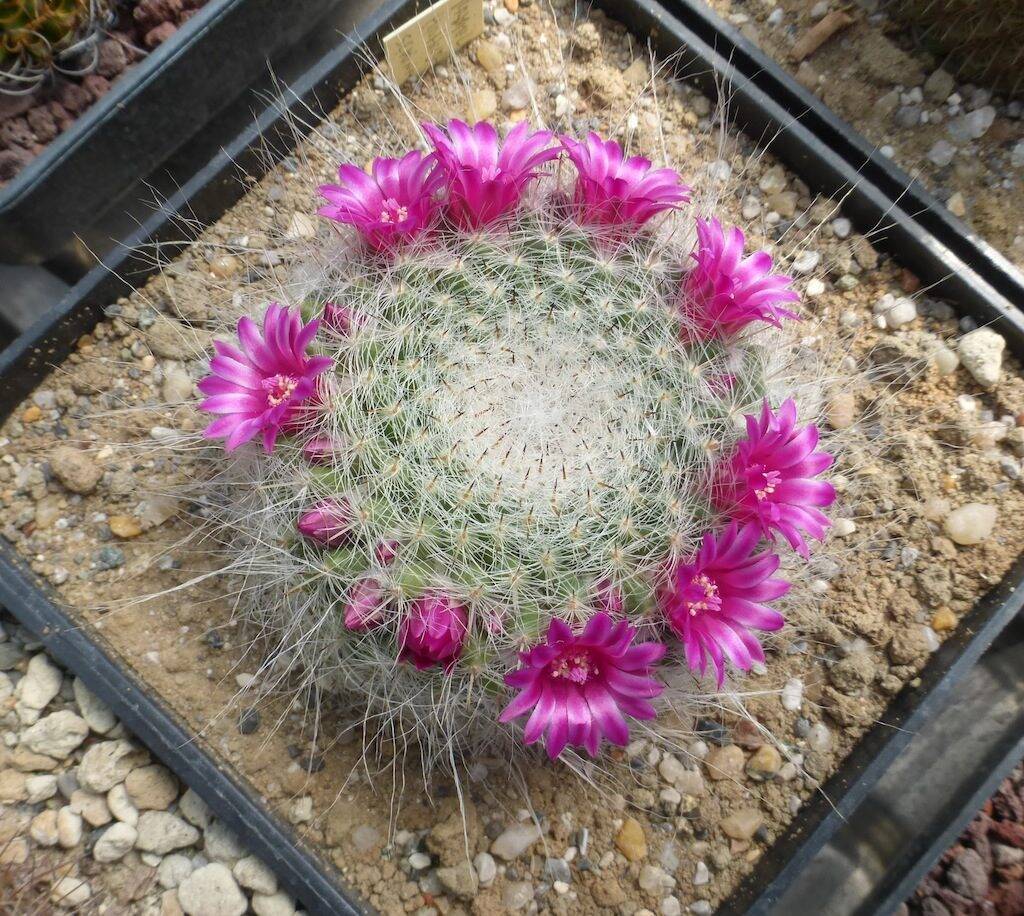 Mammillaria hahniana