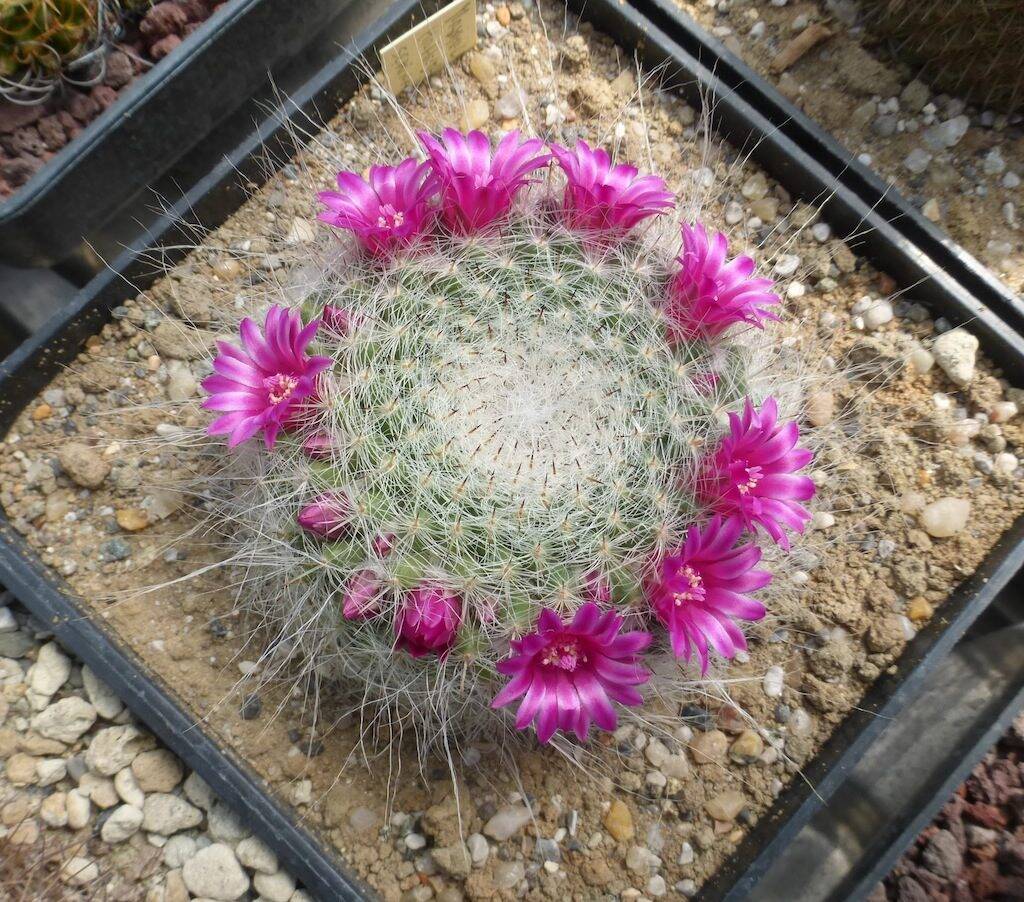 Mammillaria hahniana, una mia semina