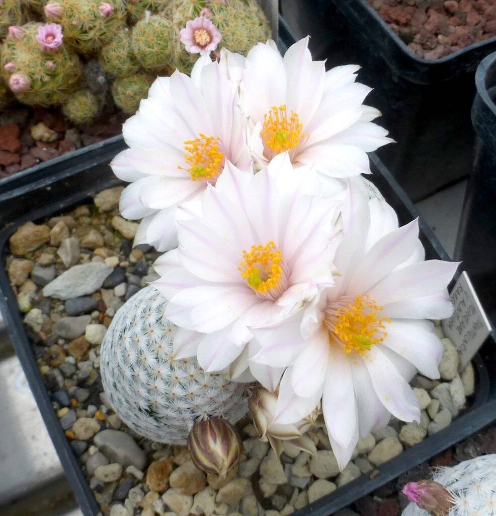 Mammillaria herrerae v. albiflora