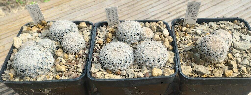 Mammillaria lasiacantha, terriccio con alberese.jpg