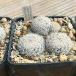 Mammillaria lasiacantha, terriccio con alberese.jpg