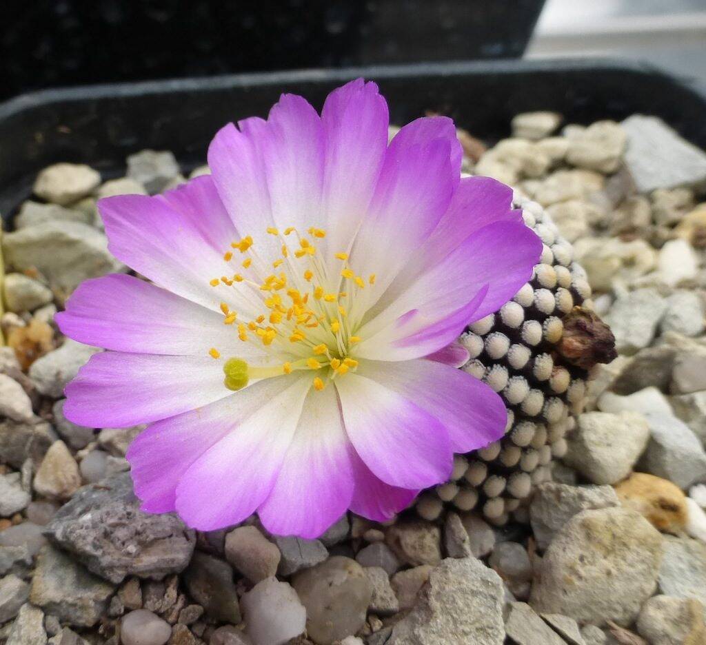 Mammillaria luethyi