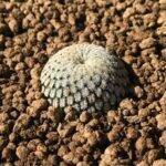 Mammillaria pectinifera