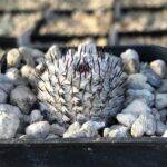 Mammillaria perezdelatosae ssp. andersonii