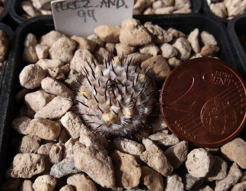 Mammillaria perezdelatosae ssp. andersonii