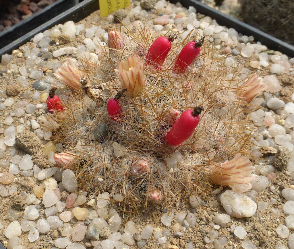 Mammillaria prolifera haitiensis