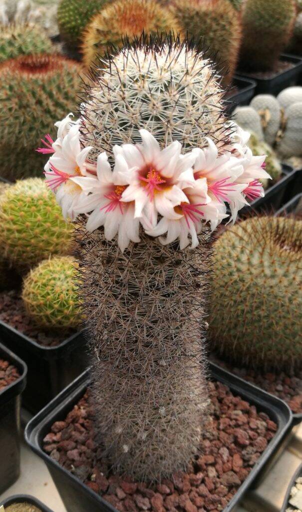 Mammillaria slevinii