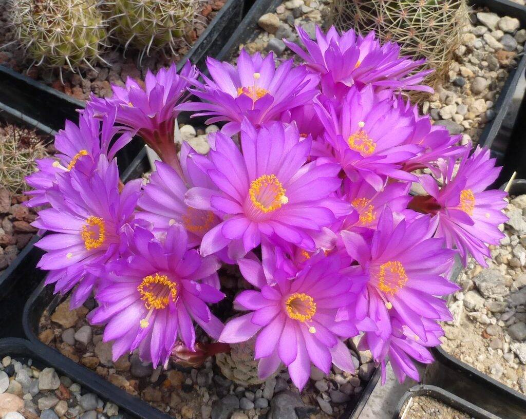 Mammillaria theresae