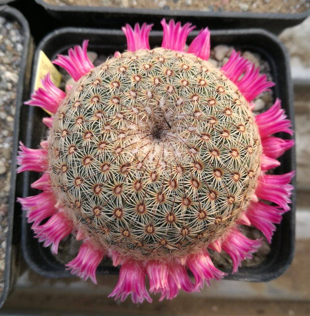 Mammillaria tlalocii