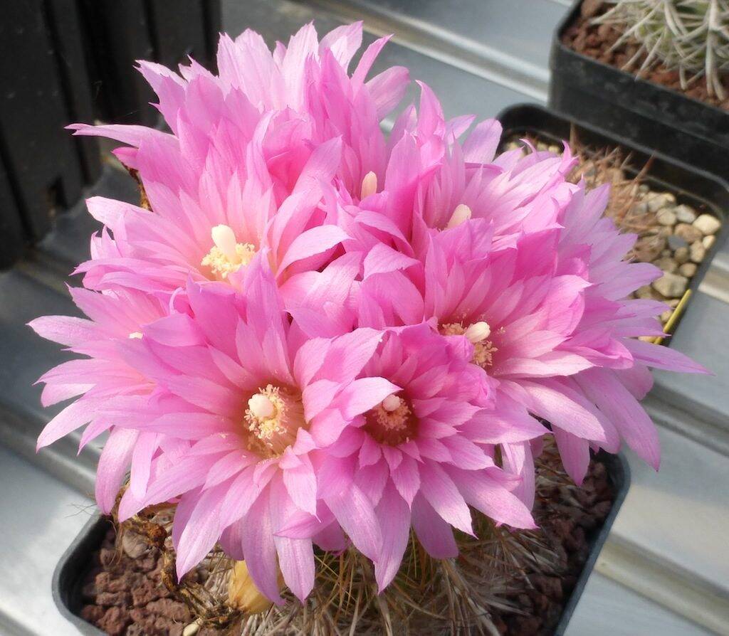 Neoporteria chilensis