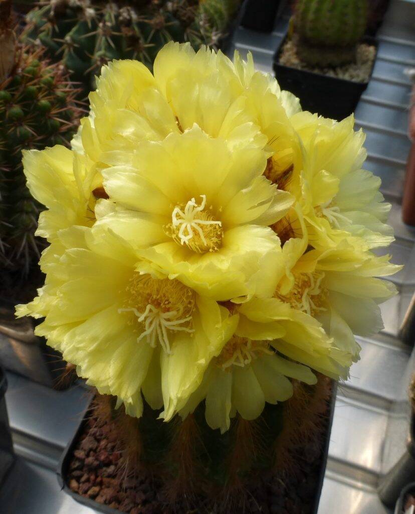 Notocactus leninghausii